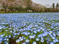 無料で楽しめる芝桜・ネモフィラ　in　千葉