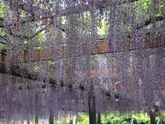 天王川公園の藤まつり