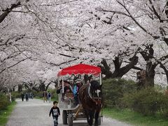 東北三大桜巡り　(1)　　　北上展勝地      H28.4.21