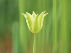 新潟　星峠の棚田、魚沼芝桜まつり、越後丘陵公園 チューリップまつり