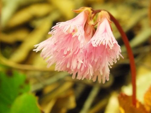 2016年5月2日（月） 国立公園大山 花の季節がやってきました！！』大山