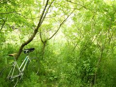 マルベリー（桑の実）探し　多摩川