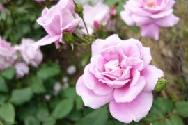 20160503-2 大阪 靭公園にバラが咲いてました