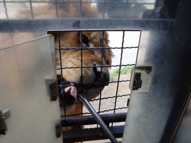 動物園や水族館、あるいはプール。<br />最近の旅行の必須になってきました。<br /><br />今回の選択はサファリパーク。<br />車で行くとすると、群馬か那須。<br />宿は会社の福利厚生の提携施設を申し込み、予約が取れたのは軽井沢だったので、群馬サファリパークに決めました。<br />軽井沢からだと1時間ほどかかりますが、GWの渋滞とは逆方向で快適にドライブできました。<br /><br />開園時間に入って、エサバス狙い、でも取れなかったら通常のサファリバスに乗って、ウオーキングゾーンでエサやり体験すればいいや。<br />と、思って向かうと10時過ぎに買えたエサバスチケットは14時過ぎ。<br />買えてよかったのか悪かったのか、微妙な空き時間です。<br />待ち時間の間、遊園地や小さい動物園、レストランや駐車場まで、隅々まで見て回り、細々お金がかかった感じ。遊園地の乗り物代が大きかったです。<br /><br />でも、お目当の動物は、至近距離で見ることができて満足です。