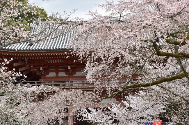 今年の京都の桜<br /><br />4/2<br />醍醐寺　　　満開　大混雑<br />随心院門前　満開　少ない<br />大石神社　　満開　普通<br />本満寺　　　散り始め　普通<br />京都御苑　　7分咲き　混雑<br />妙顕寺　　　5分咲き　少ない<br />本法寺　　　7分咲き　少ない<br />水火天満宮　5分咲き　普通<br />二条城ライトアップ　5分ぐらいか　混雑<br />　<br />4/3<br />哲学の道　7分咲き　混雑<br />真如堂　　5分咲き　少なめ<br />平野神社　7分咲き　混雑<br />龍安寺　　3分咲き　混雑<br />宇多野−鳴滝間　7分咲き　普通<br /><br />写真は醍醐寺<br />