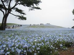 2016国営ひたち海浜公園のネモフィラを見たーい