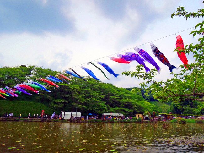 ５月は藤の季節！<br /><br />とってもキレイだということで蓮華寺池公園の藤まつりへぷらっと行ってまいりました。<br />藤のお花は繊細で既に見頃は過ぎてしまったようですが、出店や催し物はたくさん！<br /><br />のんびりお散歩することができ気持ちがよかったです。<br />