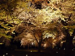 ４月上旬　京都桜巡りは昼も夜も　その３（二条城・祇園界隈）