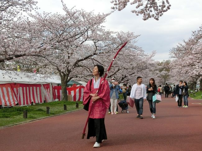 今年は桜の開花時期の天気が今一つ、天気予報では曇天・雨天の日が続いて晴天はほとんどありませんでした。<br />その中で、４月２日（土）だけが晴天＆曇天予想でした。<br />”この日を逃したら今年は桜を見ることは出来ないかもしれない。”と思って「茨木市・弁天さん」と「大阪万博記念公園・日本庭園」をハシゴしました。<br /><br />「茨木市・弁天さん」は、運が良ければ桜が咲いているすぐ近くに駐車することが出来、非常に便利ですが・・・。<br />そのような背景もあり、老人ホームの施設の車、障害者の車等が積極的に訪れていました。<br />到着したのは正午頃、駐車していた車が１台だけ出て行きました。<br />非常に”ラッキー”でした。。<br /><br />「大阪万博記念公園・日本庭園」は、土曜日のため園内駐車場は満車で、万博外周道路まではみ出していると予想していましたが・・・。<br />到着したのは午後であったため、幸運にも駐車場にはすぐ入ることができました。<br />遅いということも、たまには良いことがあります。<br /><br />吹田市・青山台には４月中旬に行きました。<br />青山台の八重桜は穴場的な存在で極一部の人しか知りません。<br />車を道路に横付けにしたまま、桜見物を楽しむことが出来ました。<br /><br />今年もまた、「染井吉野桜・枝垂れ桜・八重桜」を見物してすがすがしい気持ちになりました。<br /><br />①茨木市・弁天さん・・・染井吉野桜＆枝垂れ桜。<br />②大阪万博記念公園・日本庭園・・・染井吉野桜＆枝垂れ桜。<br />③吹田市・青山台・・・八重桜。<br /><br />