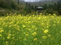川西・高畠の旅行記