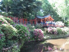 根津神社 ～つつじ便り～