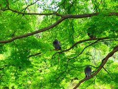 京都 ちょっと変わった「鳩のなる木」は円山公園にありました。