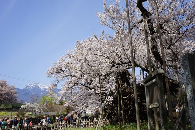 桜を見にあちこち行きますが、そのたたずまいが感動できる桜としてはこの「山高神代桜」が一番だと思っています。<br />今年は天気も良く最高のコンディションのなかの訪問となりました。<br />