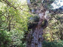 16年ゴールデンウィーク 3泊4日屋久島旅行 半日ドライブ 屋久島 鹿児島県 の旅行記 ブログ By Kota さん フォートラベル 16年ゴールデンウィーク 3泊4日屋久島旅行 半日ドライブ 屋久島 鹿児島県 の旅行記 ブログ By Kota さん フォートラベル
