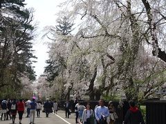 東北三大桜巡り　（３）　　角館　　　H28.4.23