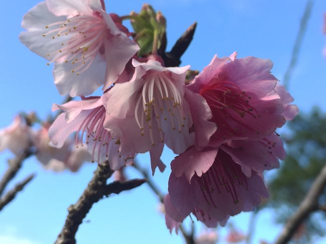 今冬は暖冬のせいで桜の開花も早いと思って早目にスケジュールを組んでたのですが、その後沖縄在住の知り合いに聞いたところ一度寒くならないと桜も咲かないと教えられ今回は諦めていました。<br /><br />でも数日前に寒波来襲で沖縄にみぞれが降ったせいか、丁度見頃を迎えてました。