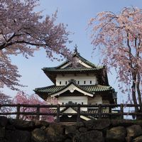 桜追いかけて津軽～三内丸山遺跡と弘前さくらまつり～①