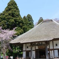 有珠善光寺　石割桜のさくら哀しき