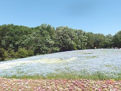 　Ｎｅｍｏｐｈｉｌａ　ネモフィラの森林公園散歩