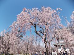 弘前城の桜