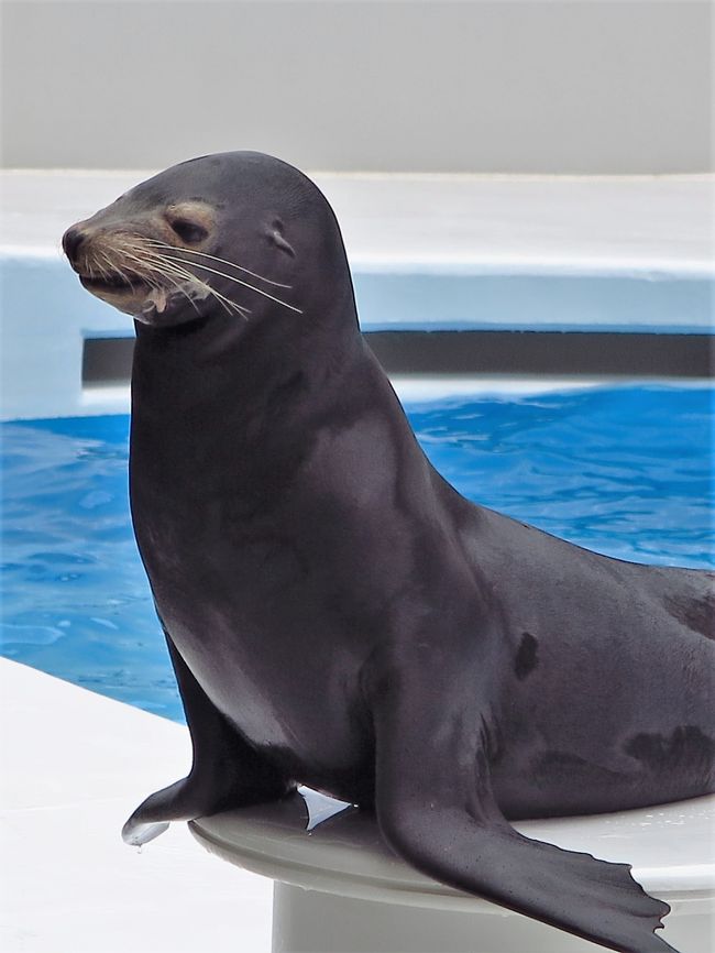 アシカは水族館や動物園でしばしばアシカショーを演じる。アシカショーを演じるのは主にカリフォルニアアシカである。<br />（フリー百科事典『ウィキペディア（Wikipedia）』より引用）<br /><br />鴨川シーワールド（Kamogawa Seaworld）は、千葉県鴨川市の東条海岸と国道128号に挟まれて立地する大規模な総合海洋レジャーセンター・博物館相当施設。<br /><br />1970年10月に開業した。イルカやアシカなど海獣の展示飼育に力を入れ、猛獣とされていたシャチを男性が飼育調教した。シャチ以外の海獣によるパフォーマンス（ショー）もある。1987年にシャチパフォーマンス専用で約2,000人収容可能なオーシャンスタジアムの新設、1996年12月に屋内水族館パノリウムをリニューアルしたエコ・エクアローム、1998年7月ロッキーワールドとアシカパフォーマンス専用の「ロッキースタジアム（約1,000人収容）」の新設、2001年7月]に南太平洋の魚類を展示するトロピカルアイランドと海亀の浜の新設と、展示施設を拡大してきた。<br />（フリー百科事典『ウィキペディア（Wikipedia）』より引用）<br /><br />鴨川シーワールドについては・・<br />http://www.kamogawa-seaworld.jp/<br />