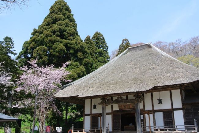 　北海道は伊達市、有珠善光寺。<br />　江戸時代の名刹に咲く、桜の花がみごとだそうです。
