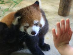 ゴールデンウィークのレッサーパンダ動物園2016＜我が地元の埼玉こども動物自然公園＞（後編）レッサーパンダは久しぶりのお外ミンミンと寝姿も可愛いハナビちゃんと屋内の方がフォトチャンスが多かったソウソウくん＆久しぶりのペンギンヒルズほか