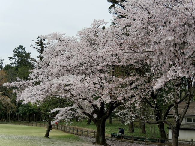 今年も年に１回の江南での仕事に行ってきた．仕事が早く終わったので，埼玉県農林公園に寄ってきた．桜がきれいだったのでアップした．ここはいままで3回紹介している．<br />http://4travel.jp/travelogue/10566056<br />http://4travel.jp/travelogue/10236903<br />今回は役得の出張<br />ホームページは<br />http://sainourin.or.jp/nkouen/map/<br /><br />詳細はsuomita2<br />http://4travel.jp/travelogue/11125104