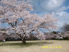 北海道・道の駅めぐり車中泊旅行2泊3日(2016,5,3-5)：道南編3日目　桜の新名所！？