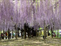 家族で行く栃木　～念願だった藤真っ盛りのあしかがフラワーパーク～