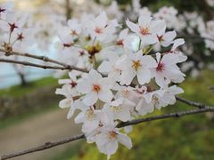 桜満開の広島旅行