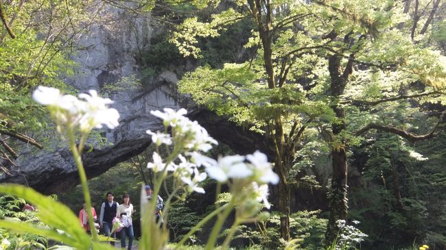 広島帝釈峡は昔から一度来てみたいと思っていたけど、マイカーで行くにはちょっと遠い。あそこの岩の道はあまりにも有名。自然にできたんだから素晴らしいと感じていた。けれども、ここの魅力はそれだけではない。歩く道道に咲いている花々。普段は見ることができないものばかり。桜やモミジの季節ではないので、観光に来る人も少ないが、今は春の花の季節。かわいい花がたくさんあった。