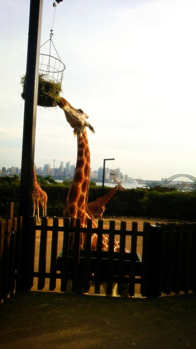 自然とたくさんの動物でのんびりした動物園。bird showがおすすめです。