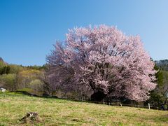 今年の桜見納めは片品村の一本桜