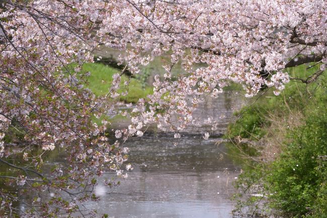 一昨年位から？？<br /><br />春の東武動物公園に行くのが、桜の時期の締めとなっております。<br /><br />東京ではすでに桜が散り始めてたけど、東武動物公園辺りは確か一週間位遅いよな。<br />って事でこの日に行ったら、桜は大正解！ドンピシャで良い一日を過ごせました。