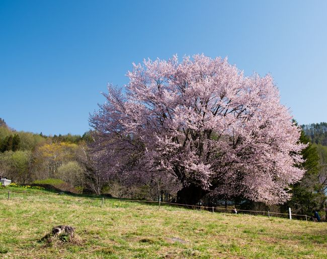 　今年は例年ほど桜追っかけには熱が入らなかったが、最後の桜撮影は写真好き仲間と出かけた群馬県片品村の一本桜、天王桜とオキノ桜である。<br />　片品村は尾瀬への入り口の一つであり、関東では唯一の特別豪雪地帯に指定されている。日光側から片品村への唯一のルートである国道120号は冬季は閉鎖されてしまうが、今年は4月25日に開通したので、翌日に片品村へ出かけたのである。<br />　関東では、ほとんどの地域で桜は終わってしまっているが、豪雪地帯だけあって、片品村では4月下旬に桜の見頃を迎えるのである。