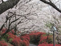 2016年4月　移動時間に桜を鑑賞（音無親水公園・飛鳥山公園）