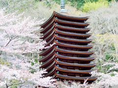 2016年　奈良桜めぐり　談山神社はあちこちに桜の木があってとてもきれいでした。