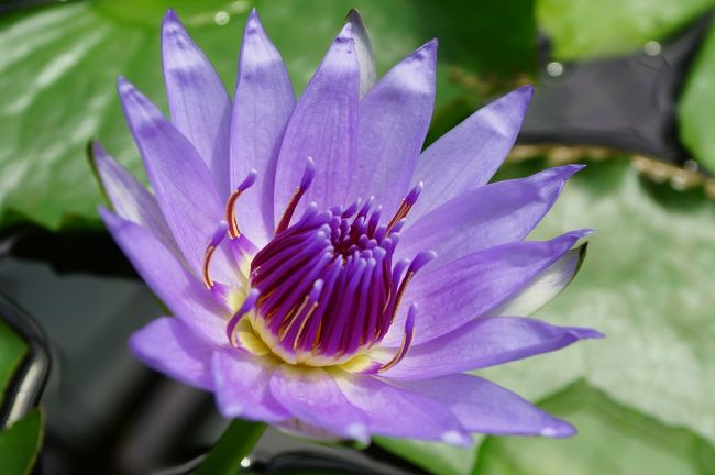 以前から掛川の花鳥園に行きたいと思い、本日朝急遽決行した、　ここは駐車場が混むため、開園9:00なので開園前に駐車場に停め待機、　時間が来たので早速入った。　結論：ここの睡蓮結構いいですね、人工池が広く撮りやすい、　あと鳥もその空間で人の頭の上を自由に舞っていてたまにそこら辺で悲鳴が聞こえる。　ま小さな鳥で避けてくれるため自分は撮る方に没頭していました。