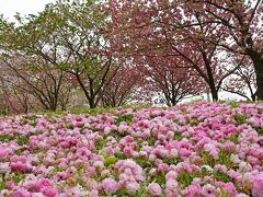 八重桜の青葉の森公園　in　千葉