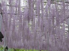 あしかがフラワーパークと旬のとちおとめ狩り食べ放題の旅