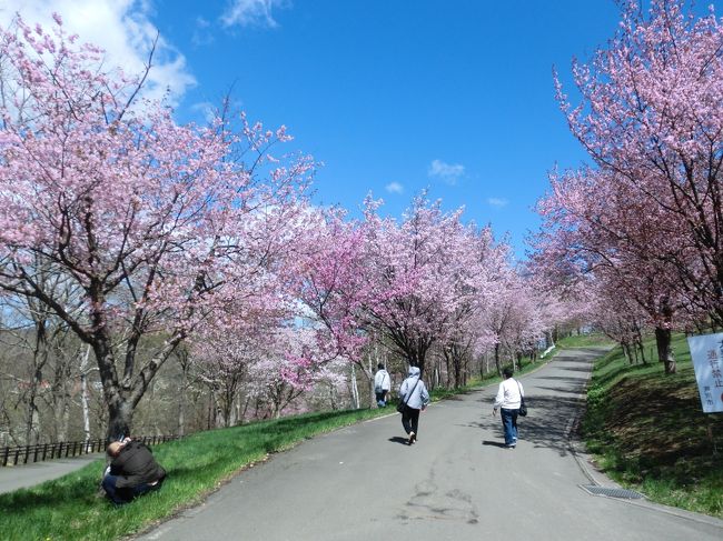 ここ何年も花見をするゆとりがなくて、気が付くと桜が散った後だったり。今年のＧＷ最後の日曜日は晴れるとの予報に心が揺れて、わが故郷のサル山（旭ヶ丘公園）へ行ってみることに。桜が咲き出してすでに１週間は立つ、もう花は散っているかもしれないと半ばあきらめもあったけど、サル山は今が盛りと満開の桜で出迎えてくれました。