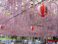 2016年　福岡・筑後と星野村　その１　筑後３つの藤めぐり　八女・黒木の大藤・中山の大藤