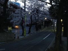 品川近隣の桜の穴場巡り