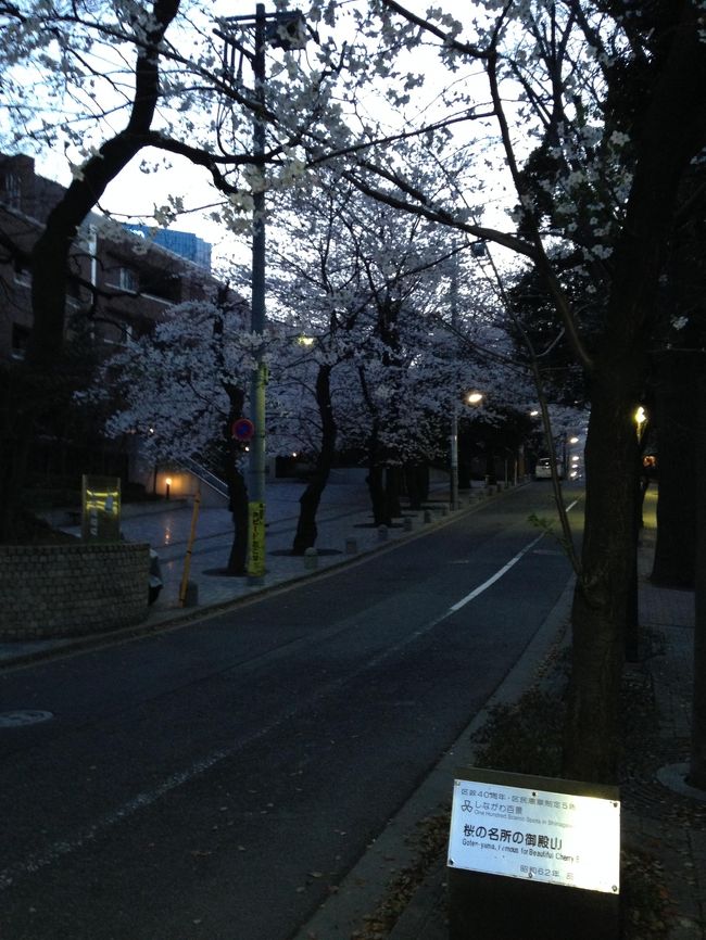 品川を中心に周辺の決して名所ではない…(笑)桜巡り。白金高輪で、もつ焼きの名店「鈴木屋」でモツ満喫。翌日は東京海洋大学キャンパスで桜を愛でてから芝浦中央公園からの御殿山と巡る。