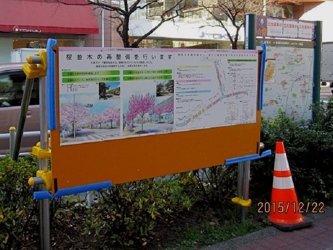 2015年11月、たまプラーザ駅前の道路脇に写真のような掲示板が出されました。小さな看板なので、道を行く人々はあまり気が付かないと思います。この掲示板は横浜市青葉区土木事務所・道路係が出したもので、「たまプラーザ駅前桜並木再生計画」がコンパクトにまとめられています。<br /><br />このところ、たまプラーザ駅前の桜並木の老木が何本も伐り倒されていて、一体何が起こったのか心配していましたが、この掲示板により、ようやくその理由がわかりました。<br />この掲示板は、いろいろなことが一枚に書かれていますので、その内容を分析し、たまプラーザの桜並木の現状と将来を紹介します。<br /><br />再生計画は三つのゾーンに分けられ、たまプラーザ駅前の東急百貨店前・イトーヨーカ堂前の広い通りを「ゾーンＡ」、そこから鷺沼に向かう道と、途中から美しが丘公園に向かう道を「ゾーンＢ」とし、これらの道のうち交差点付を「ゾーンＣ」としています。<br />ゾーン別に、次の桜の種類が再生または新たに植えらます。<br /> 　　　　ゾーンＡ： ソメイヨシノ<br />　　　　 ゾーンＢ： カンザン<br />　　　 　ゾーンＣ： アマノガワ<br /><br />ソメイヨシノは、江戸末期から明治初期に、江戸の染井村に集落を作っていた造園師や植木職人達によって育成されたといわれています。日本原産種のエドヒガン系の桜とオオシマザクラの交配で生まれたと考えられています。日本では明治の中頃より、サクラの中で圧倒的に多く植えられた品種であり、今日では、「桜」といえばこのソメイヨシノをさすほどになっています。<br />しかし、すべてのソメイヨシノは元をたどればかなり限られた数の原木につながり、それらのクローンといえます。これがすべてのソメイヨシノが一斉に咲き一斉に花を散らす理由になっていますが、寿命が短く、特定の病気に掛かりやすく環境変化に弱い理由ともなっています。<br /> 「たまプラーザ駅前桜並木再生計画」にソメイヨシノ以外の品種が取り入れられているには、良いことだと思います。