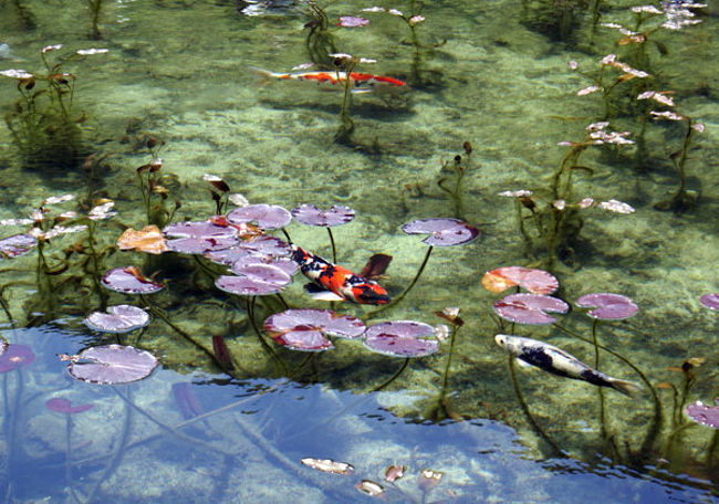 岐阜県関市から郡上八幡市に至る山あいにある「根道神社の脇にある池」が秘かに有名になっていると聞き、訪れてみました。<br /><br />通称「モネの池」とも呼ばれているらしく、「モネの睡蓮」のような風景です。<br />池の水は山からの湧水のようで、本当に透き通っていました。<br /><br />土日、祝日はかなり混雑しているようです。<br />行った日も連休でしたので大変混雑していました。<br /><br />池だけでなく神社にお参りも忘れないようにしてください。<br /><br />車で行かないと不便なところで、東海北陸道美濃ICより国道256号線を北上します。<br />神社の近くにはトイレはないと思いますので、事前に済ませてから行かれることをお勧めします。<br />カーナビに入れる住所としては、「根道神社」で表示しない場合もあり、「岐阜県関市板取400-1」で入れると良いようです。