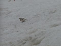 立山黒部アルペンルート（雪の大谷、雷鳥、富山料理）