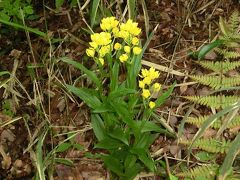 絶滅危惧種の花を探して　愛知県瀬戸市へ