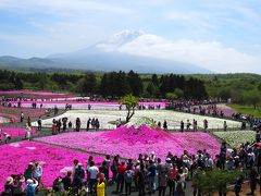 富士芝桜まつり　見頃を迎えていました♪　